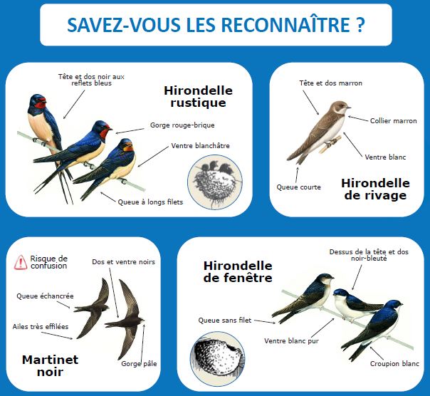 Observation des oiseaux